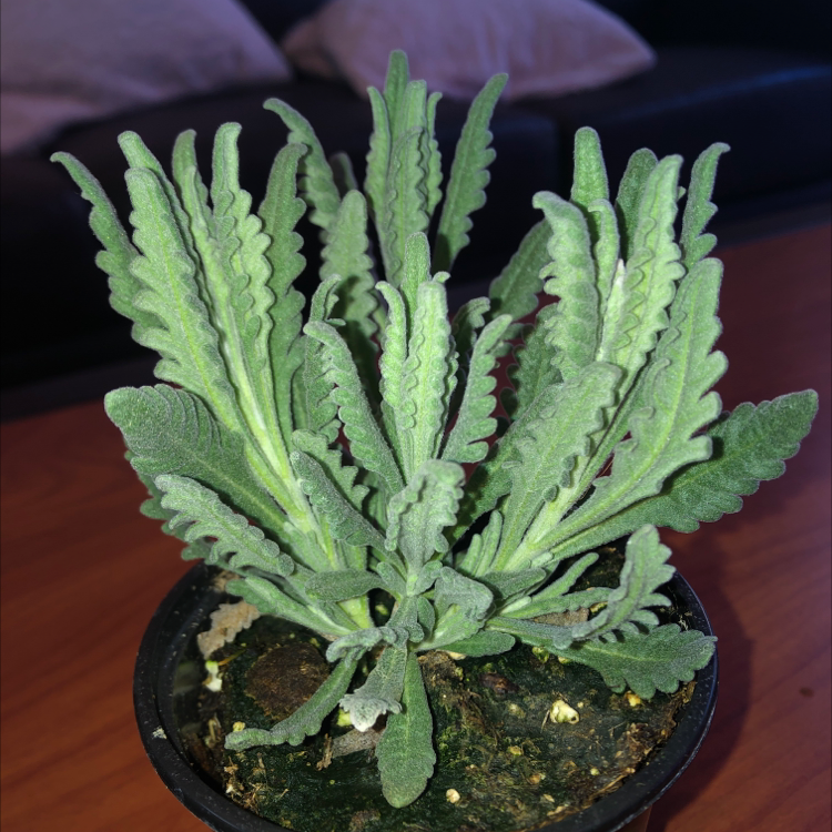 Goodwin Creek Lavender plant photo by Maizi named Luna Lave-good on Greg, the plant care app.