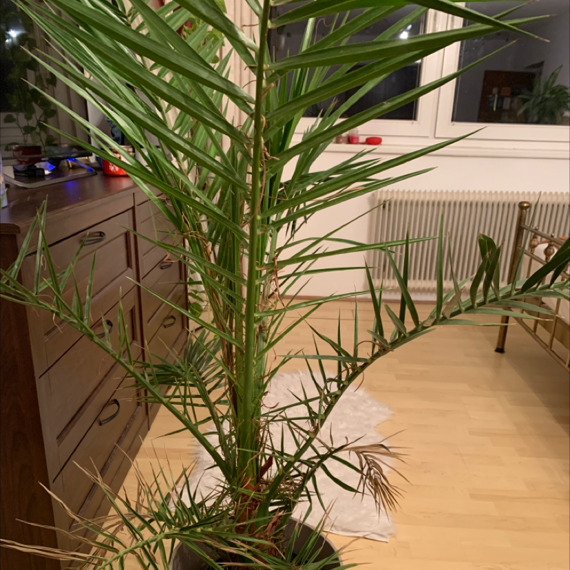 Indoor Canary Island Date Palm with some browning at the tips of the fronds.