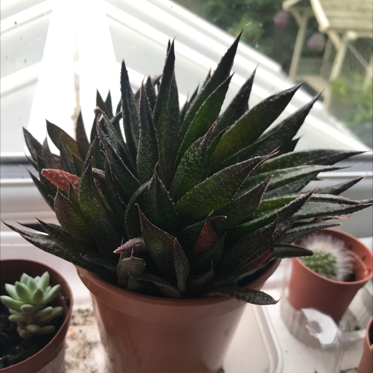 Photo of the plant species Aloe Aristata by @mgcaeb named Winston on Greg, the plant care app