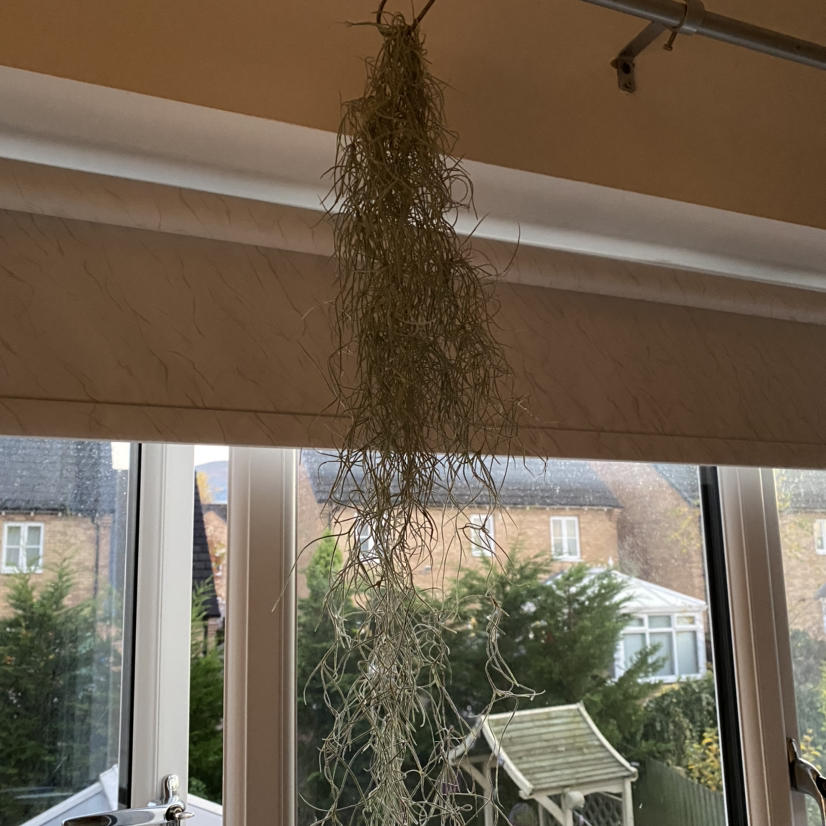 Hanging Spanish Moss plant indoors near a window.