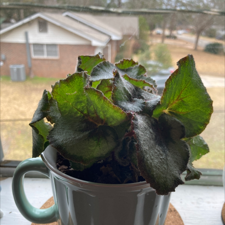 Photo of the plant species Marion's Purple Curl Begonia by Kaitlyn named Begonia Rex on Greg, the plant care app