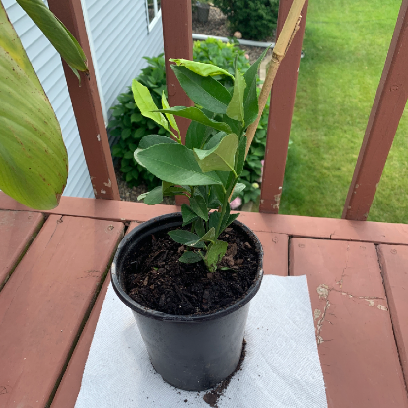 Potted Common Milkweed plant on a wooden surface with visible soil.