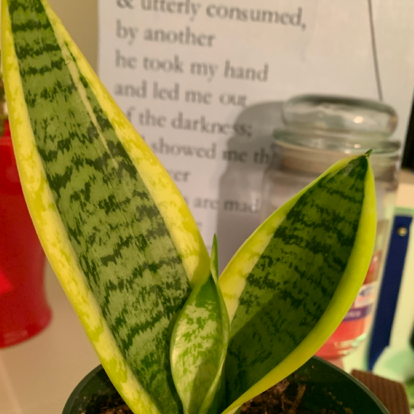 Snake Plant plant photo by @kennyreasoner named norbert on Greg, the plant care app.