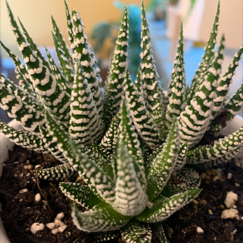 Photo of the plant species Zebra Plant by Jenny named Stripes on Greg, the plant care app