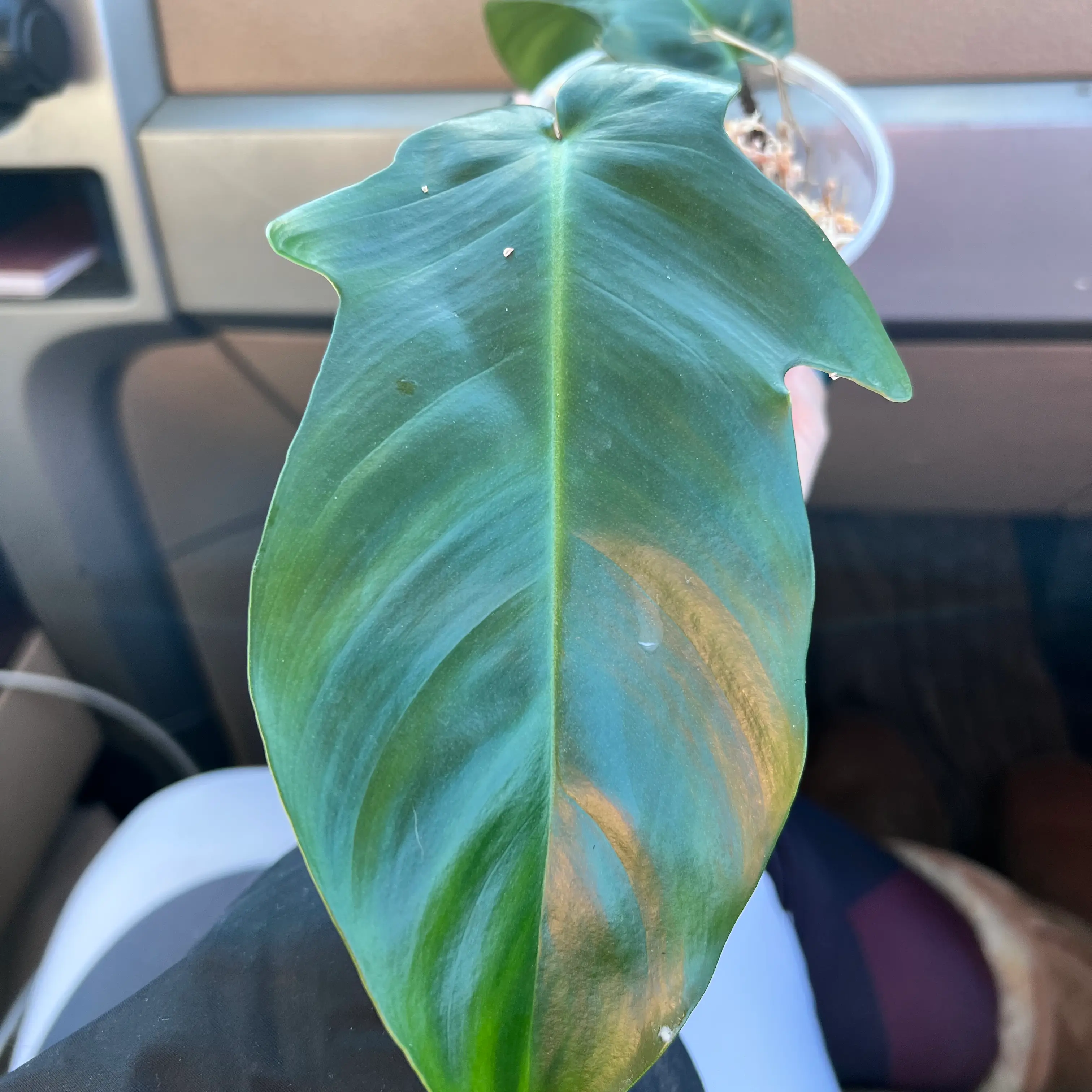 Hairy Philodendron leaf with visible yellowing and browning, held by a hand inside a vehicle.