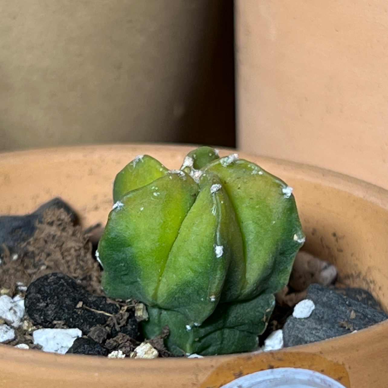 Bishop's Cap Cactus in a small pot with visible white spots on its surface.