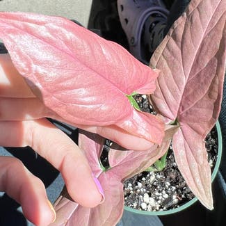 Pink Perfection Arrowhead Plant plant in Somewhere on Earth