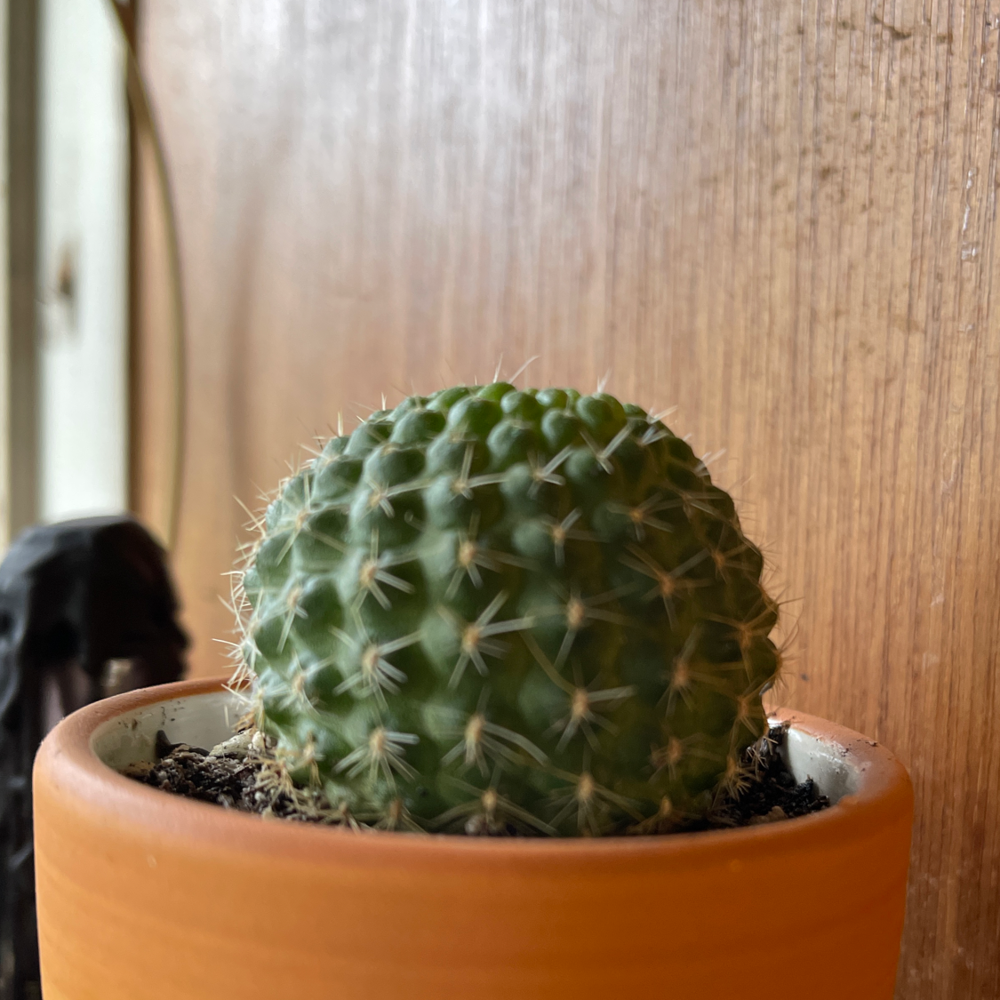 Miniature Barrel Cactus in a terracotta pot against a wooden background.