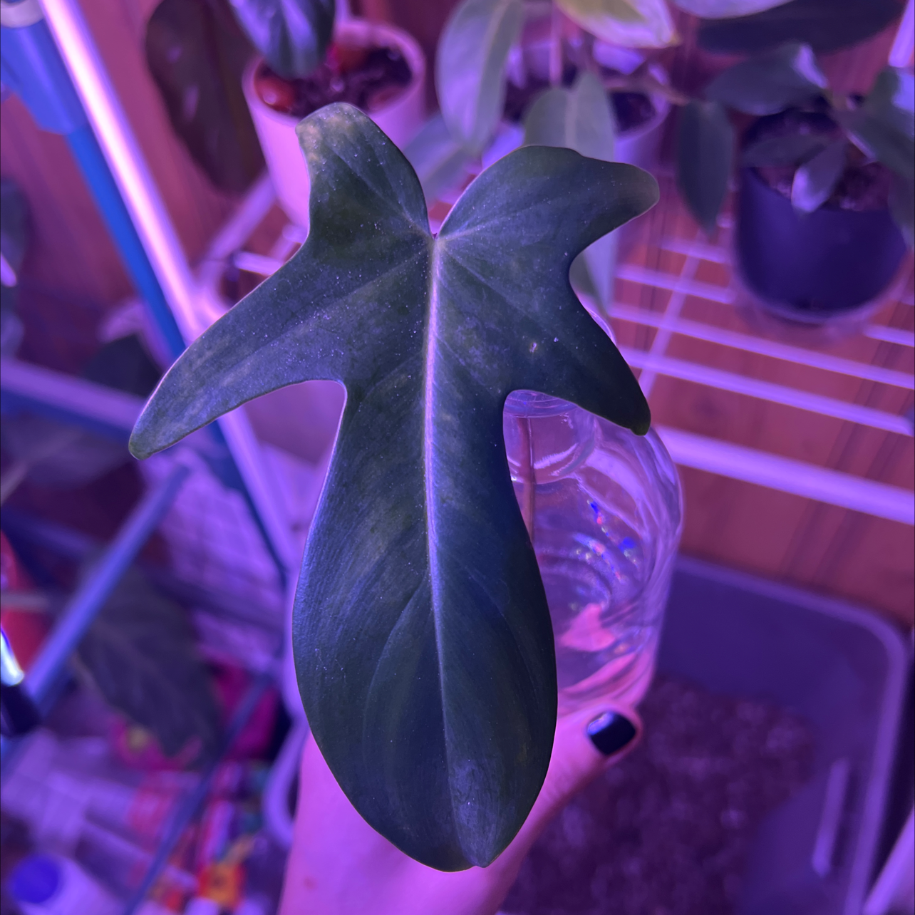 Philodendron 'Florida Ghost' leaf held by a hand, with other plants and soil visible in the background.