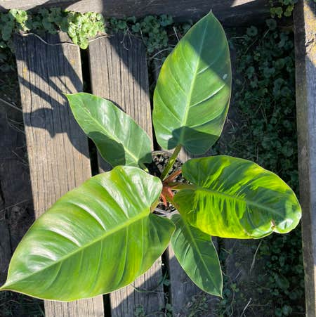 Photo of the plant species Philodendron Golden Melinonii by @Theplantypony named Hemingway on Greg, the plant care app