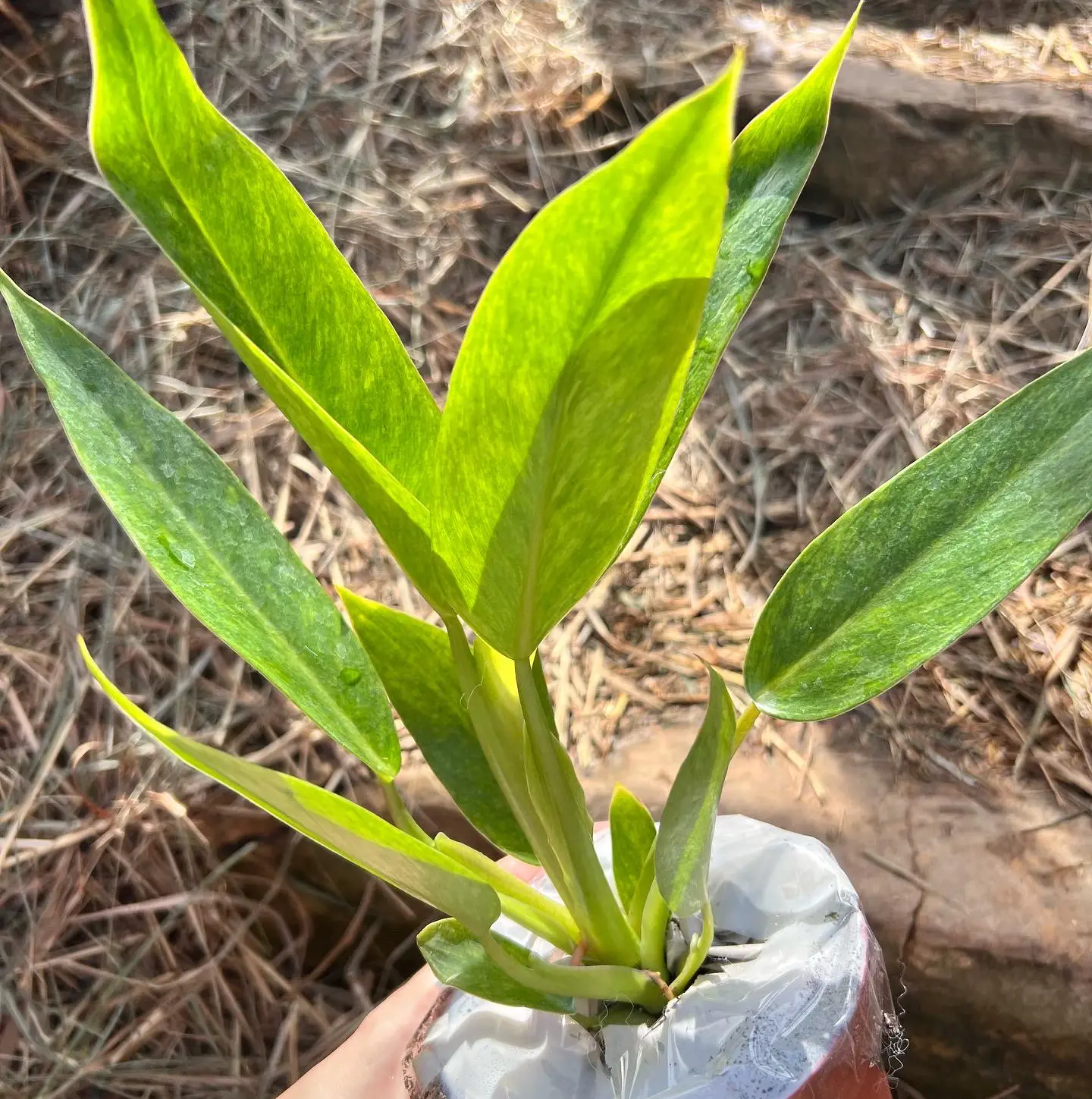 Photo of the plant species Philodendron by @Theplantypony named Orla on Greg, the plant care app