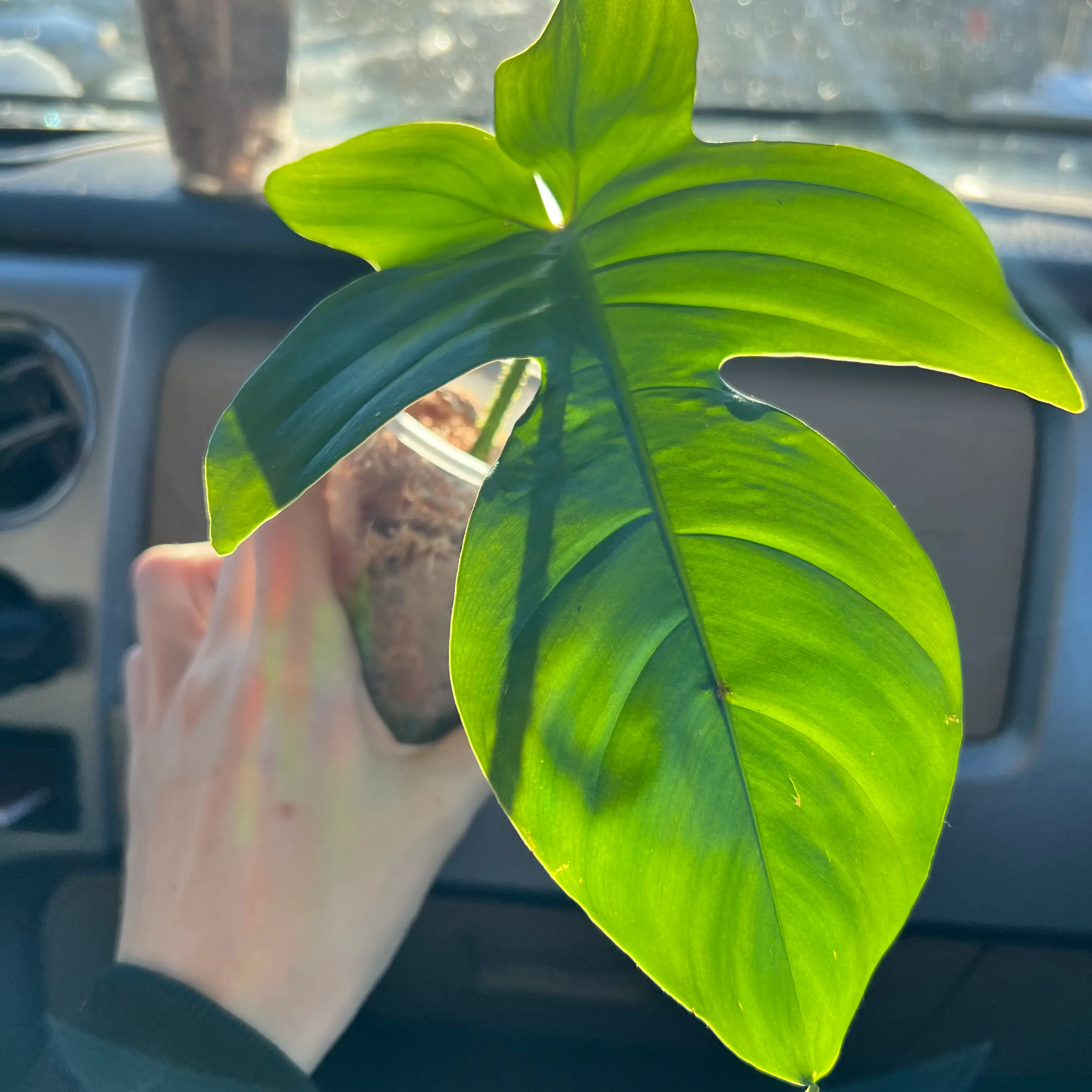 A healthy Hairy Philodendron leaf held by a hand inside a car.