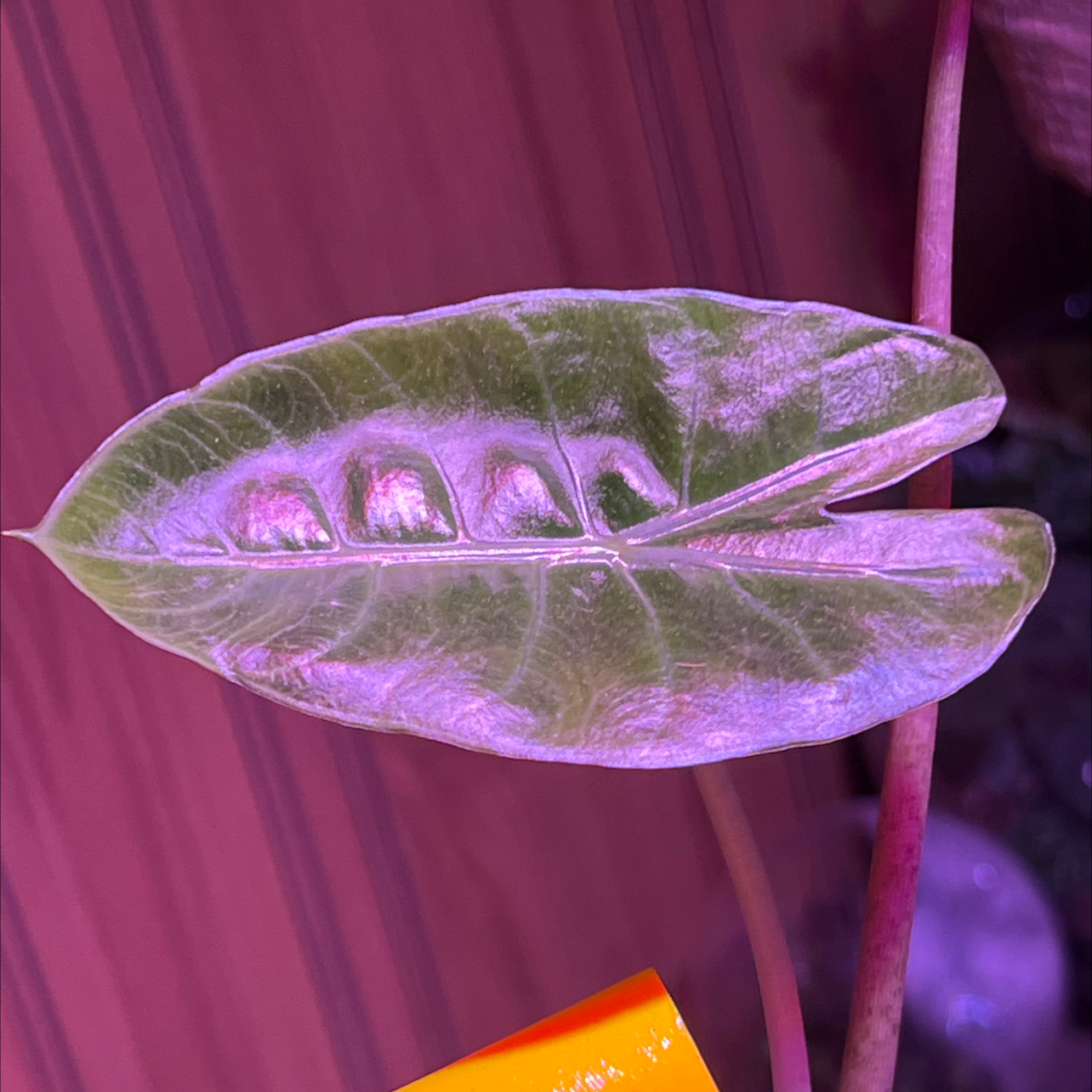 Close-up of an Alocasia Pink Dragon leaf with visible discoloration.