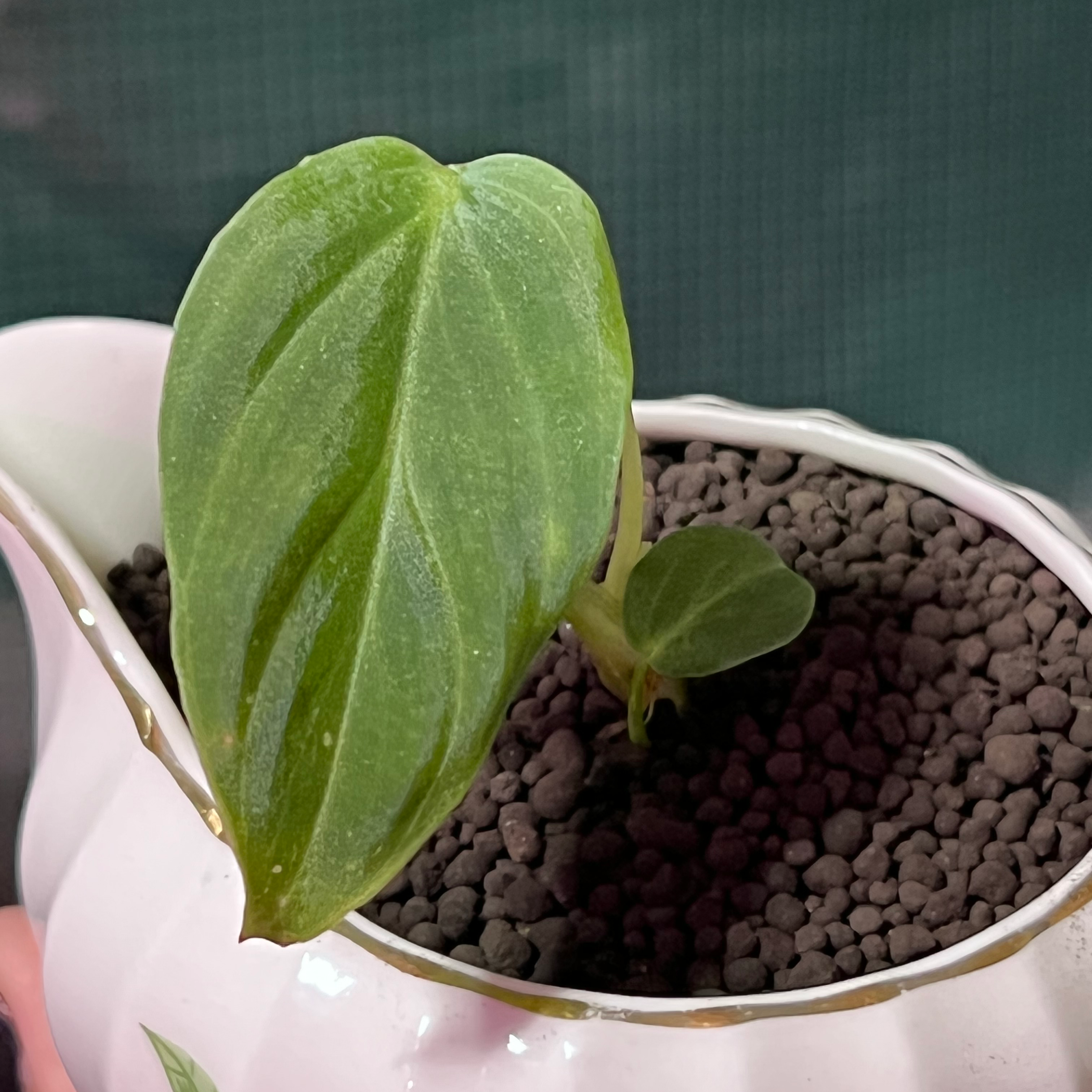 Philodendron Splendid plant in a decorative pot with visible soil, appearing healthy.