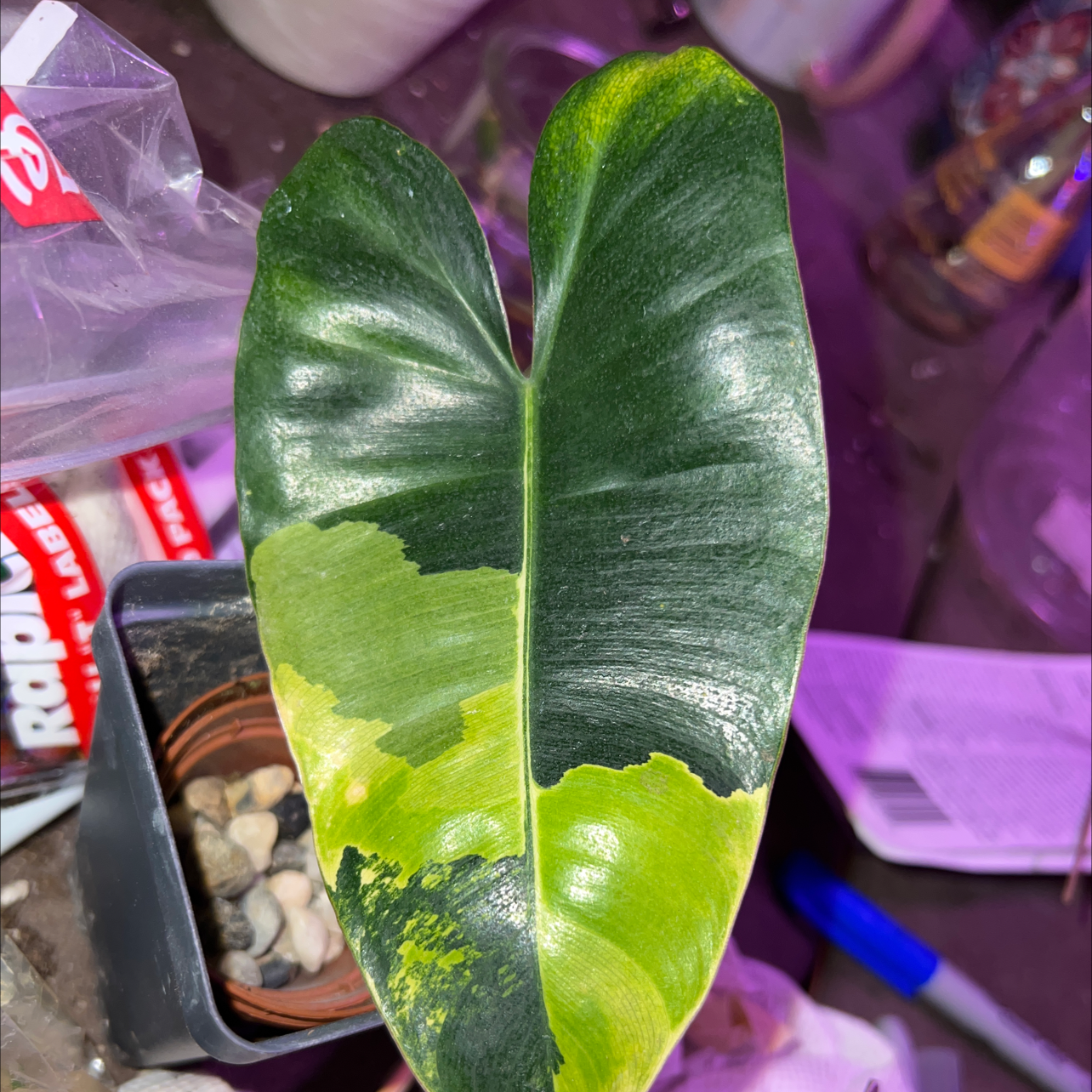 Leaf of Burle Marx Variegata plant with green and yellow variegation. Soil visible in the background.