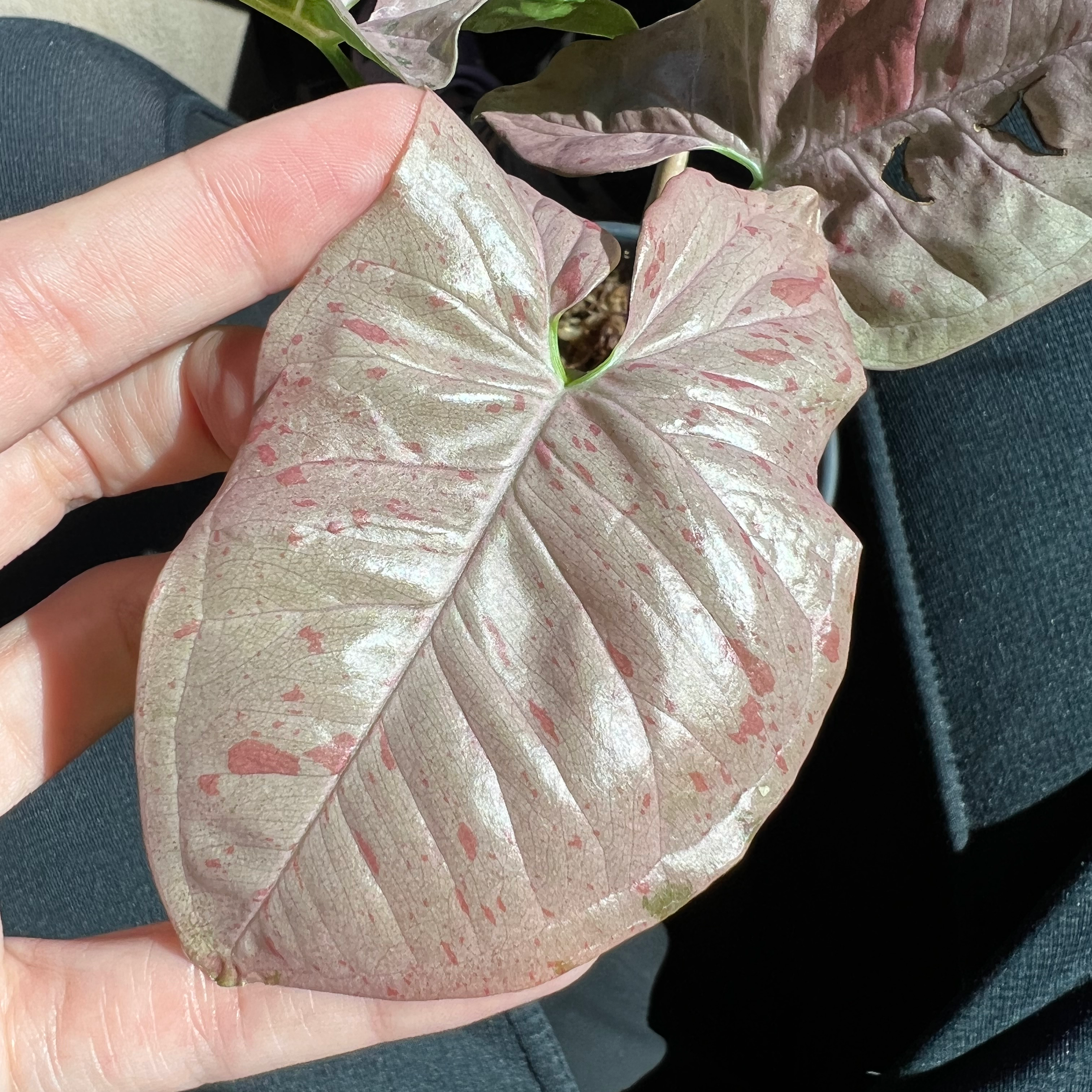 Syngonium 'Pink Spot' leaf with pink spots, held by a hand.