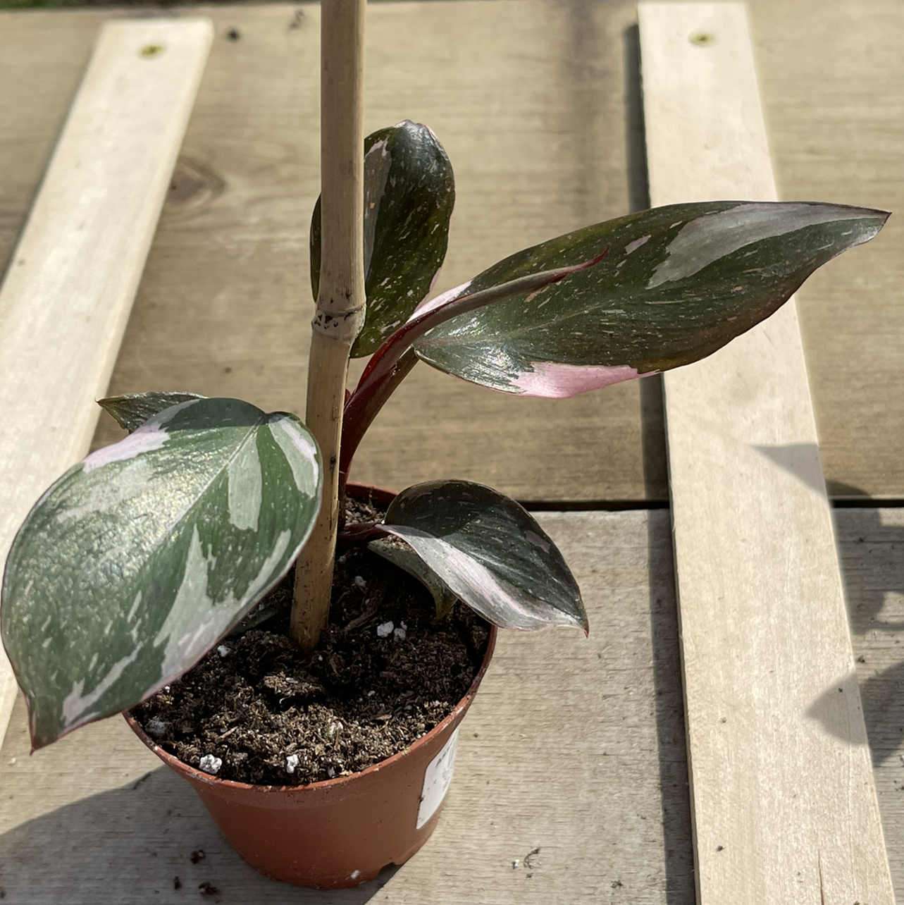 Pink Princess Philodendron plant photo by @Theplantypony named Bubbles on Greg, the plant care app.