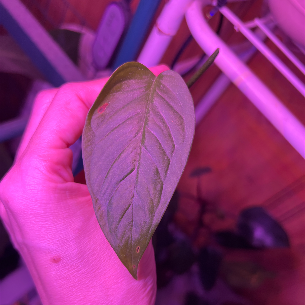 A hand holding a healthy leaf of a Horsehead Philodendron plant.