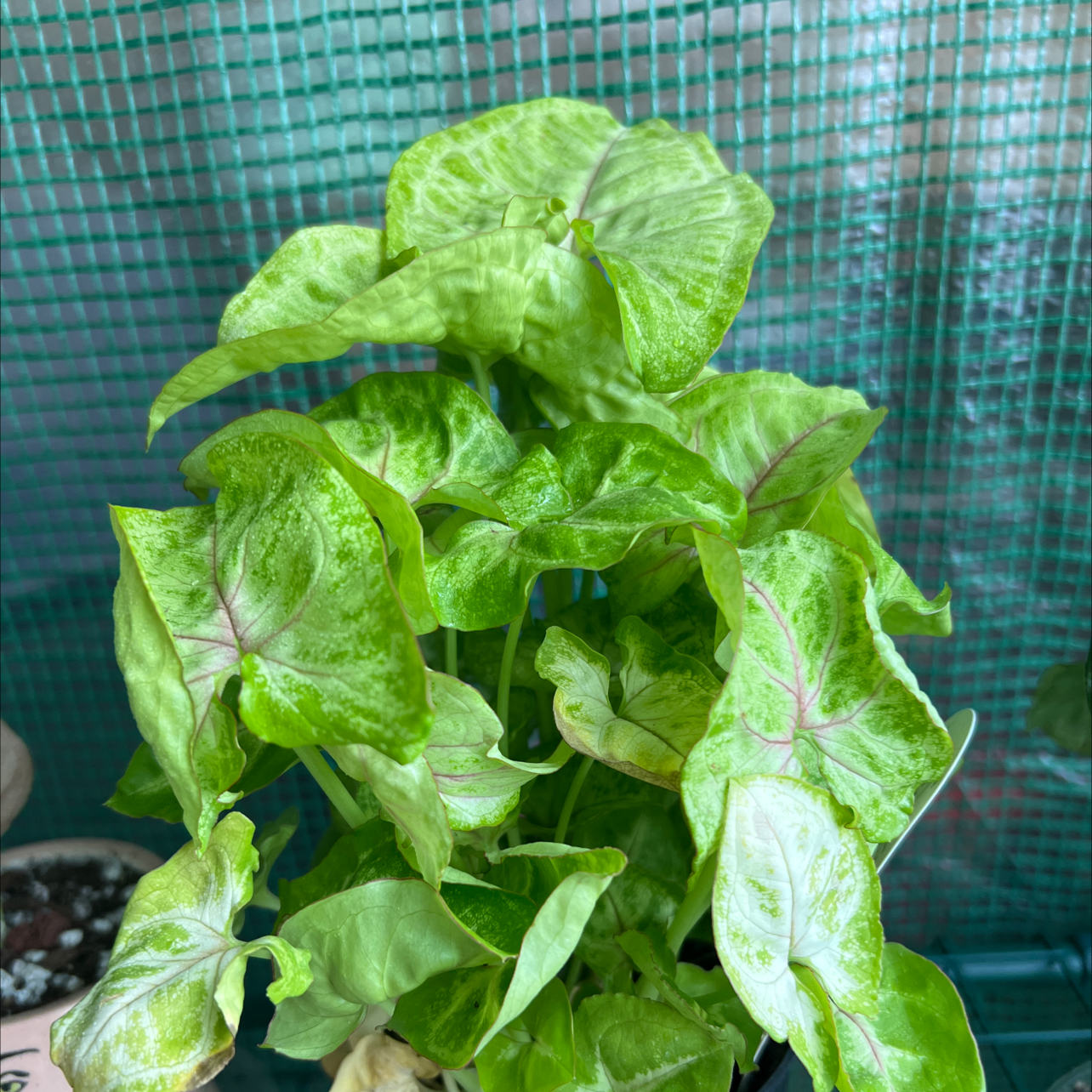Syngonium 'Gold Allusion' plant with vibrant green leaves and pinkish veins, well-framed and in focus.