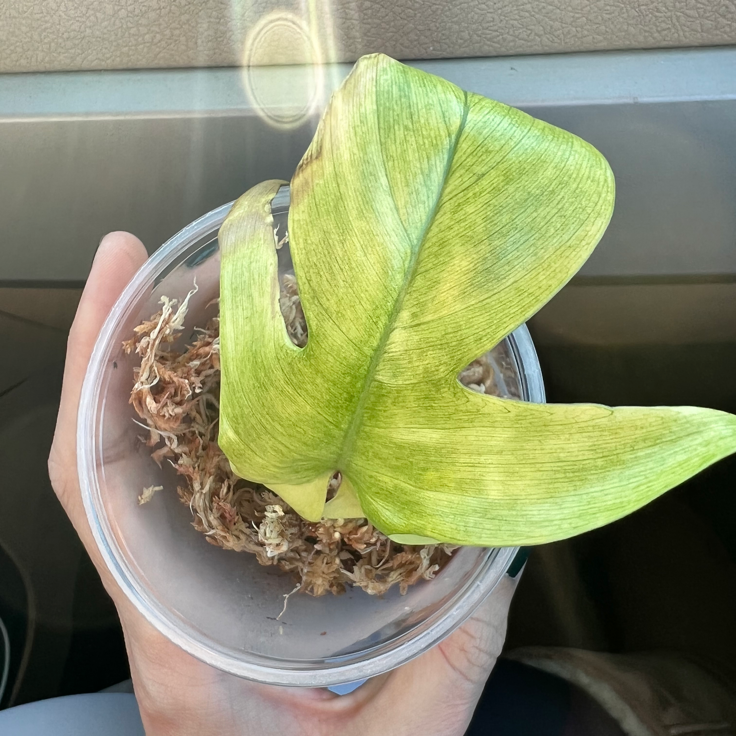 Philodendron 'Florida Ghost' plant with yellowing and browning leaf in a clear container.