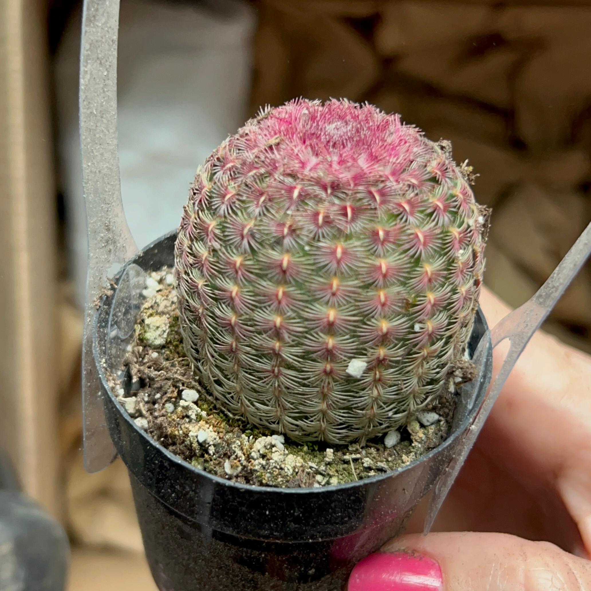 Arizona Rainbow Cactus in a pot, held by a hand with pink nail polish.