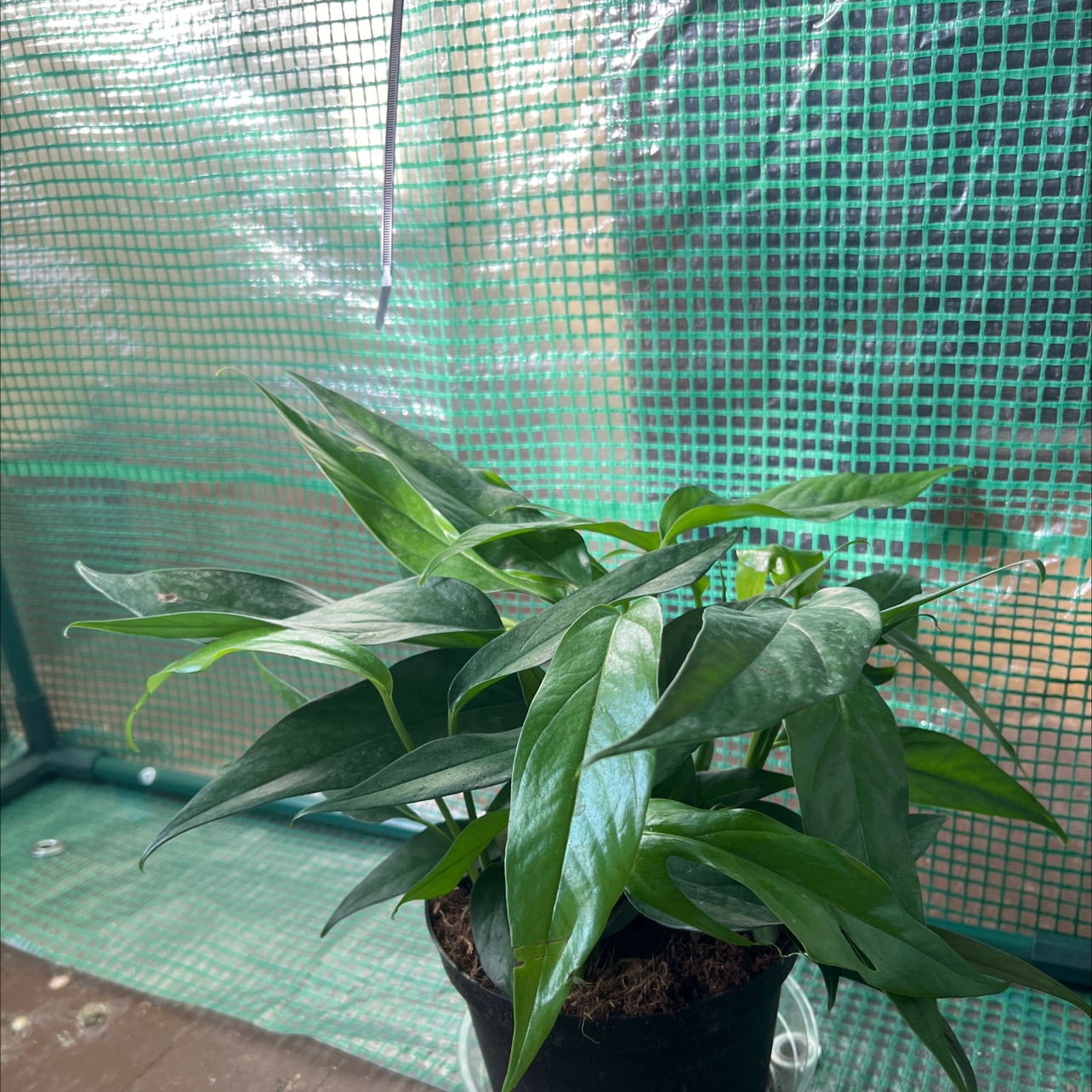 Healthy Baltic Blue Pothos plant with glossy green leaves in a pot.