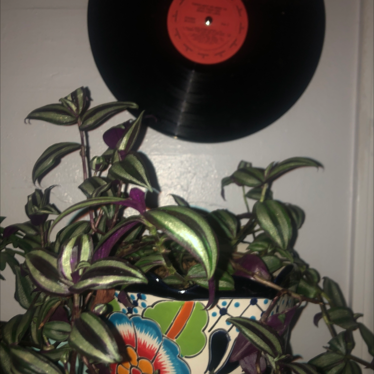 Spiderwort plant photo by Alyssa named Mariposa on Greg, the plant care app.
