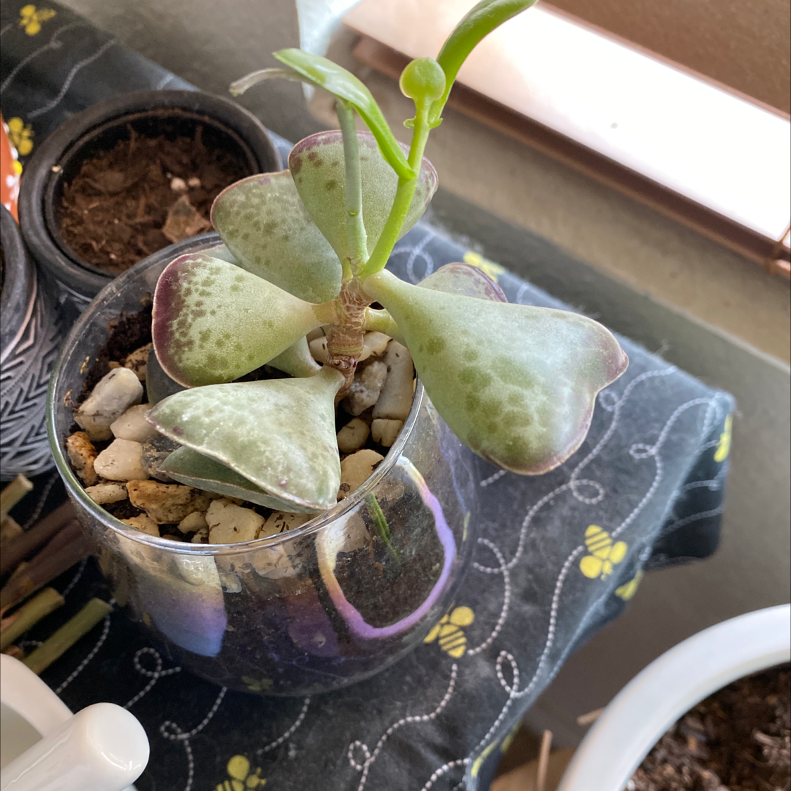 Calico Hearts succulent in a glass container with visible soil and pebbles.