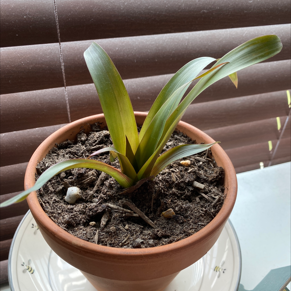 Potted Bromeliad plant with green leaves and visible soil.