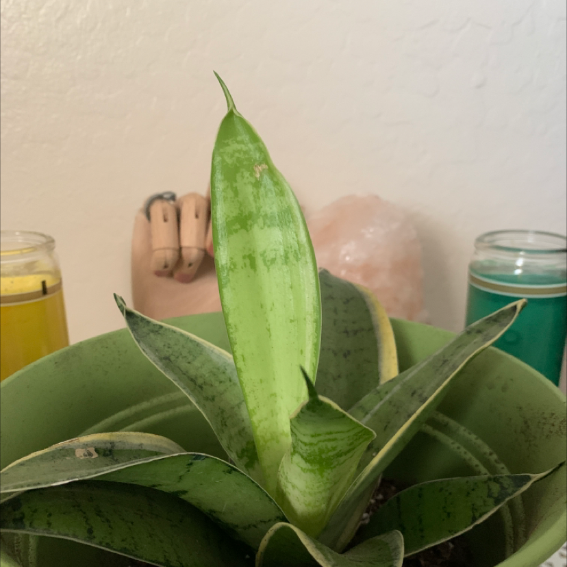 Snake Plant plant photo by @Daniellio101 named Sherlock on Greg, the plant care app.