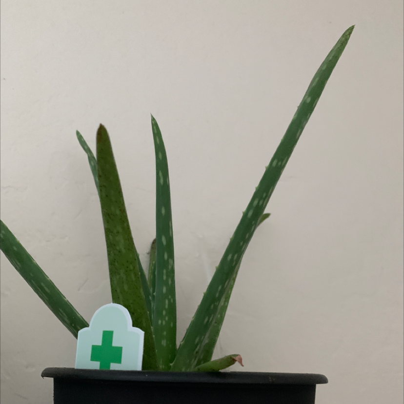 Aloe vera plant photo by @Daniellio101 named Veranda on Greg, the plant care app.