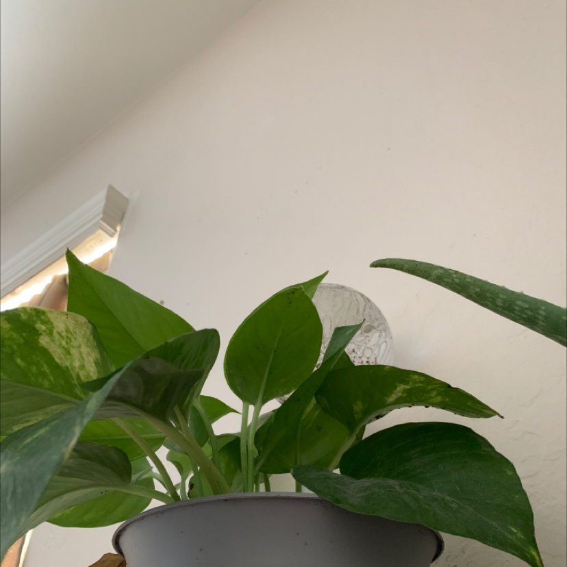 Taro Vine plant photo by @Daniellio101 named Gobi on Greg, the plant care app.