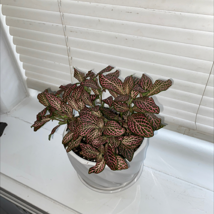 Pink Wave Nerve Plant in a white pot on a windowsill with vibrant pink and green leaves.
