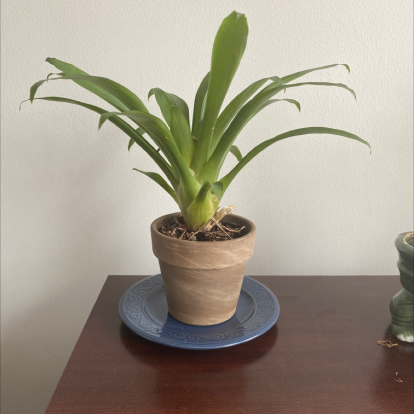 Potted Blushing Bromeliad plant on a table with visible soil and healthy green leaves.