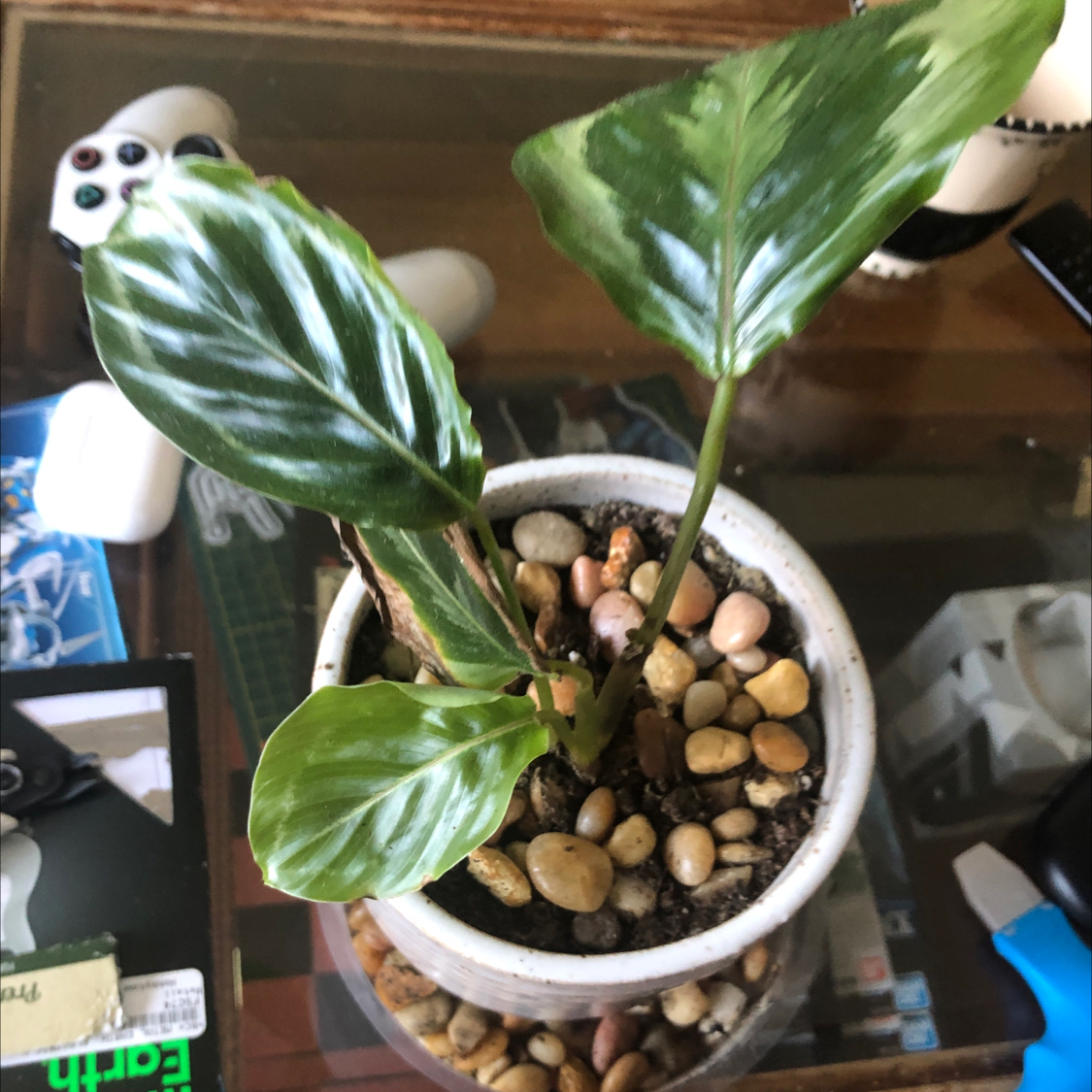 Calathea 'Medallion' plant photo by @Alondra named Cala on Greg, the plant care app.