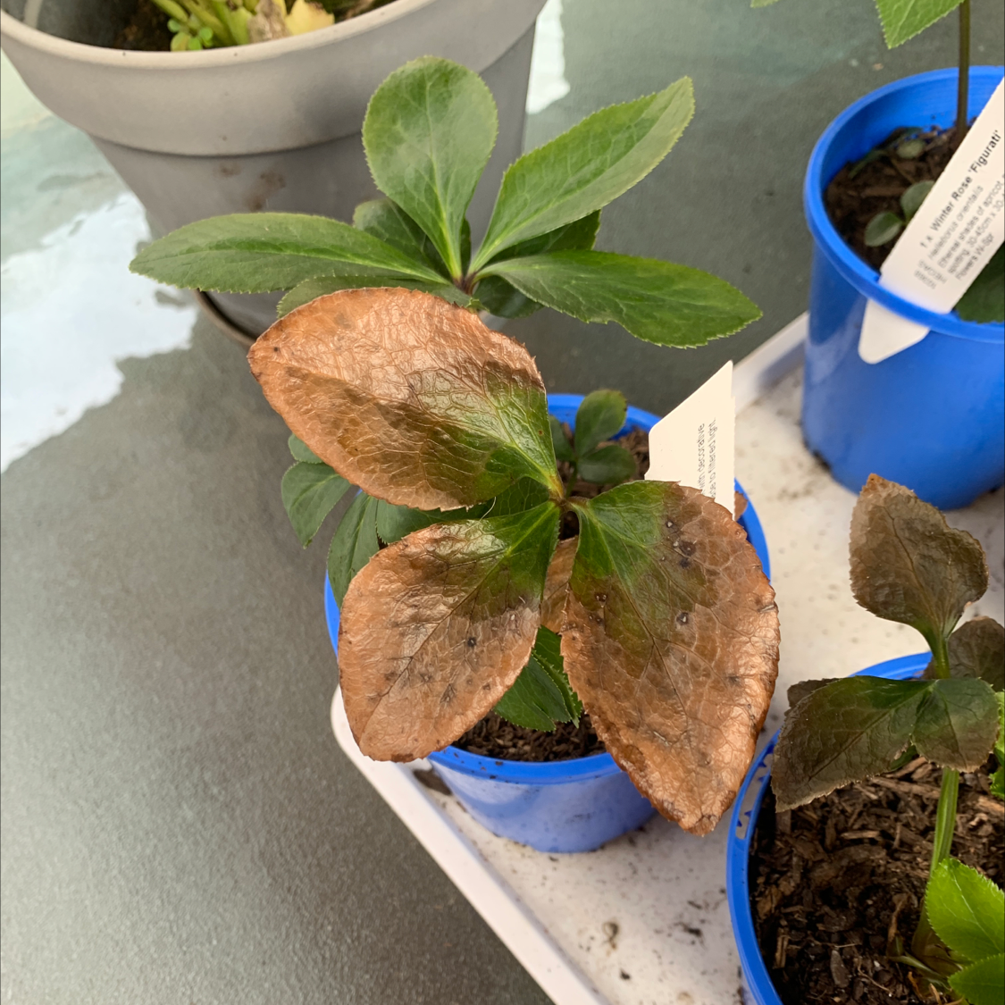 Lenten Rose plant with browning leaves in a blue pot. Soil visible.