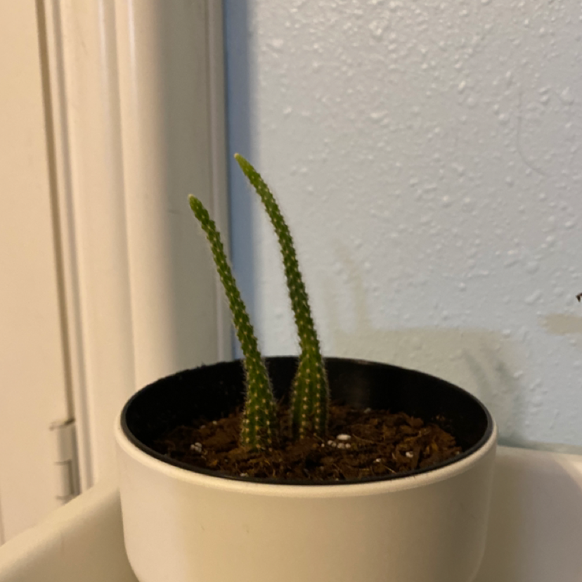 Peanut Cactus plant photo by Heather named Robert Plant on Greg, the plant care app.