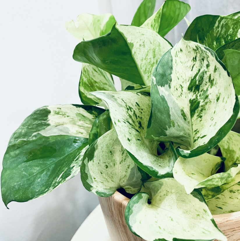 Photo of the plant species Manjula Pothos by Sherly named Pothos Manjula on Greg, the plant care app