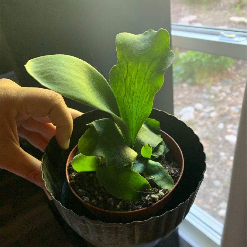 A healthy Elkhorn Fern in a pot, held by a hand, with visible soil.