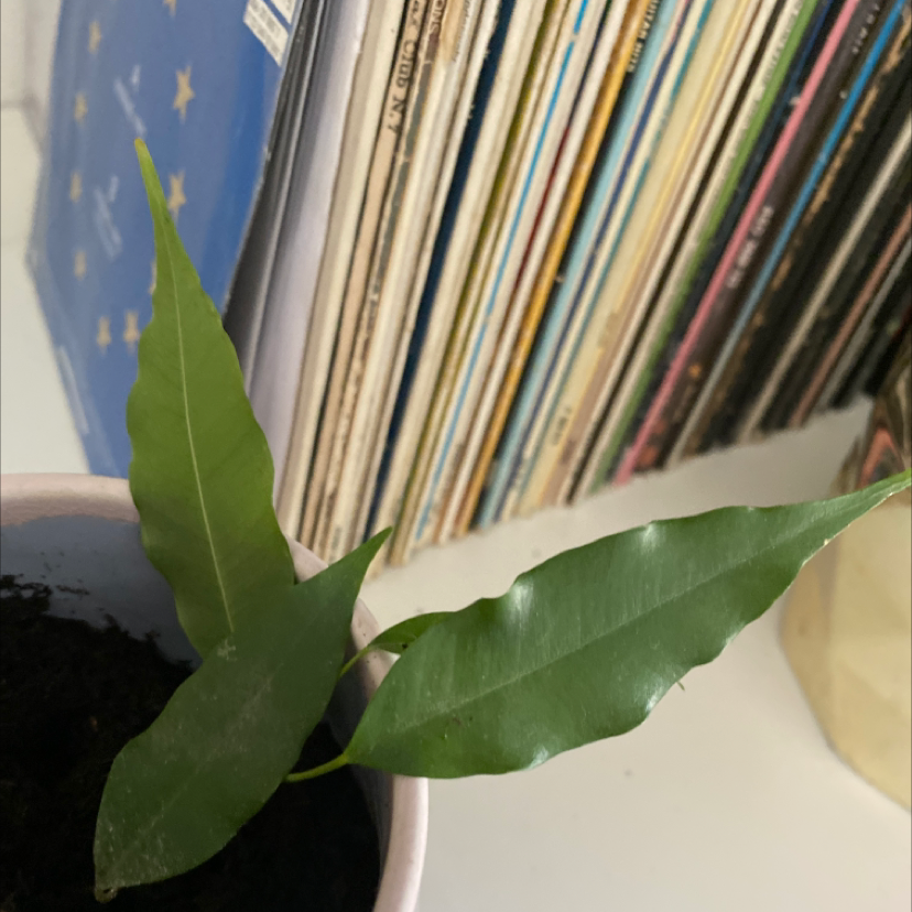 Young Lucky Bean Tree plant with three green leaves in a pot, background includes books or records.