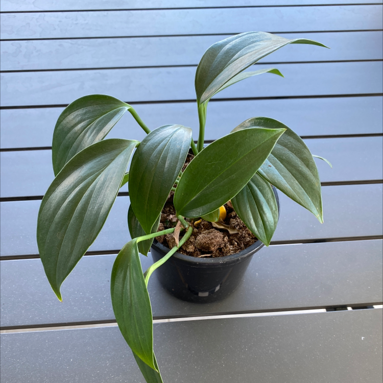 Dragon Tail Plant in a black pot with healthy green leaves and visible soil.