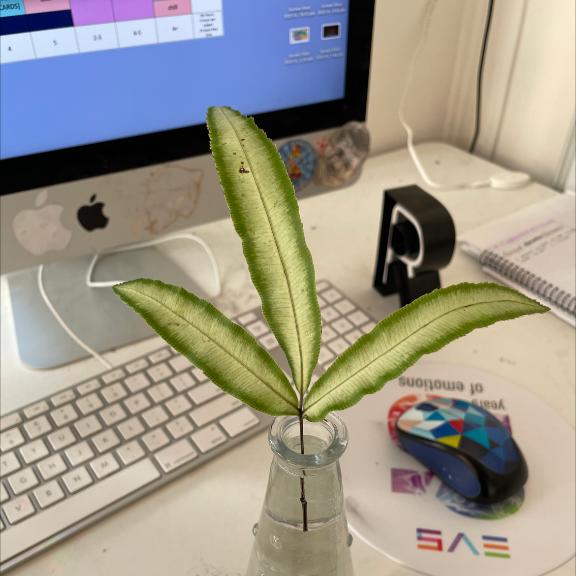 Cretan Brake Fern plant photo by @rubyisamilf named spike on Greg, the plant care app.