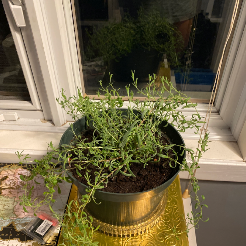 Healthy sweet alyssum plant with white flowers and green foliage growing in a gold decorative pot on a doormat.