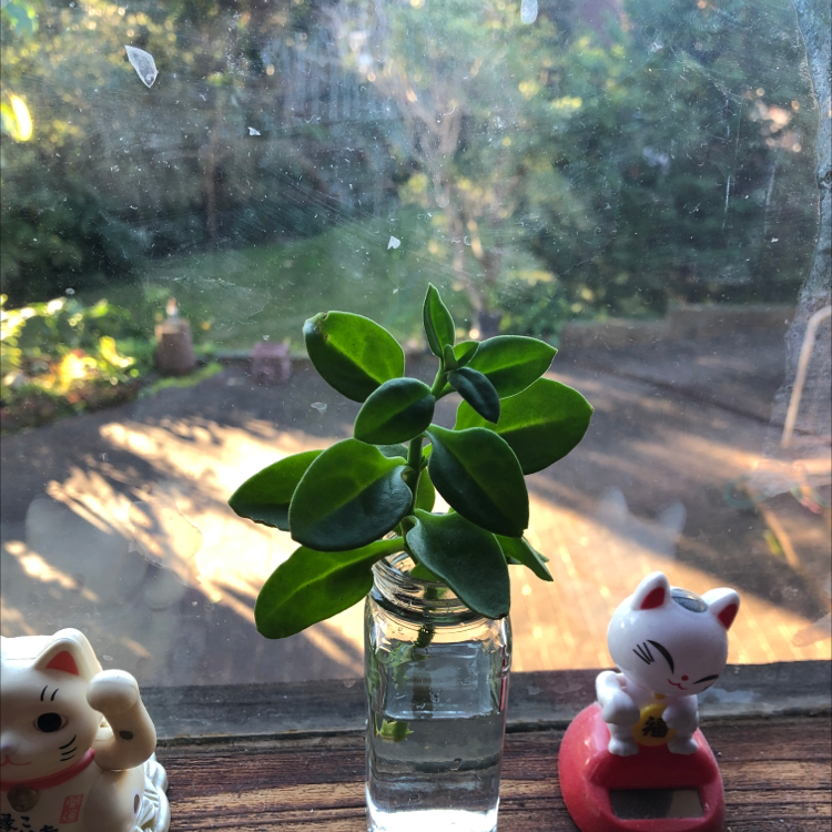 Photo of the plant species Baby Sun Rose by @fartdeco named Groimes on Greg, the plant care app