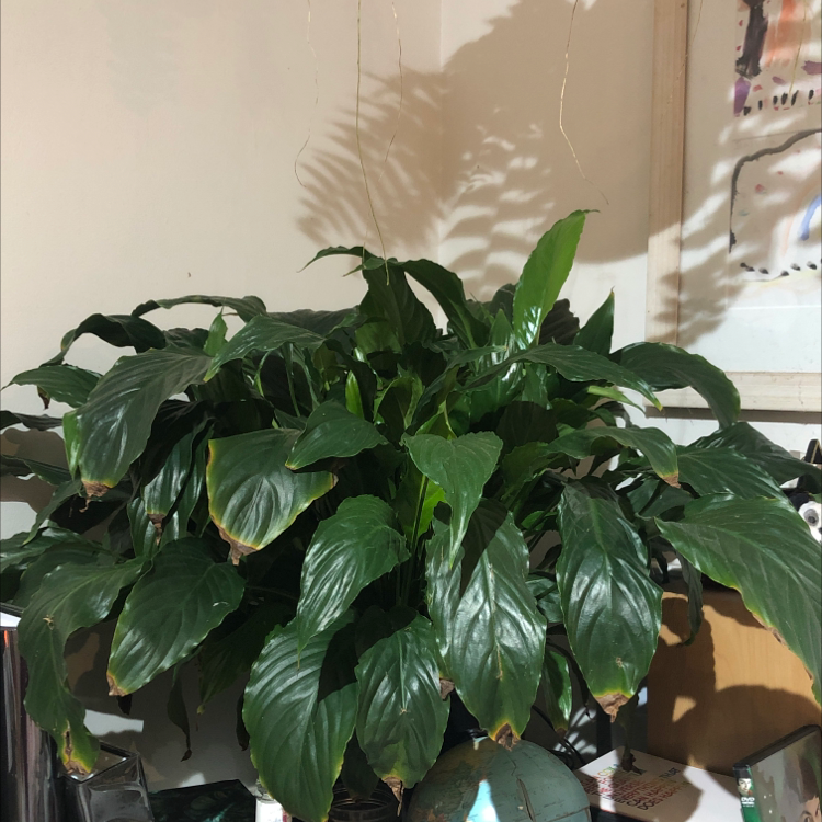Peace Lily plant photo by @arxhie named lily on Greg, the plant care app.