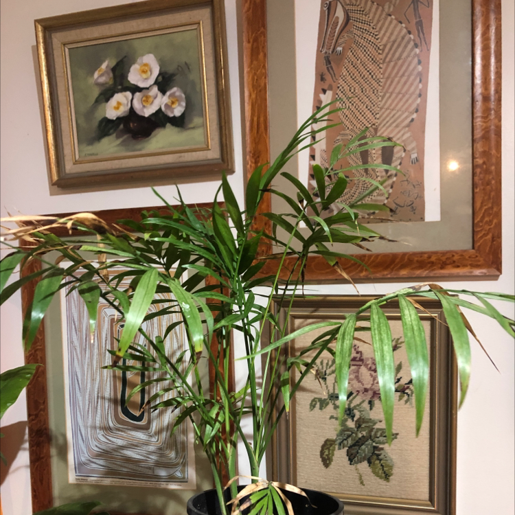 Parlour Palm plant photo by @arxhie named twiggy on Greg, the plant care app.