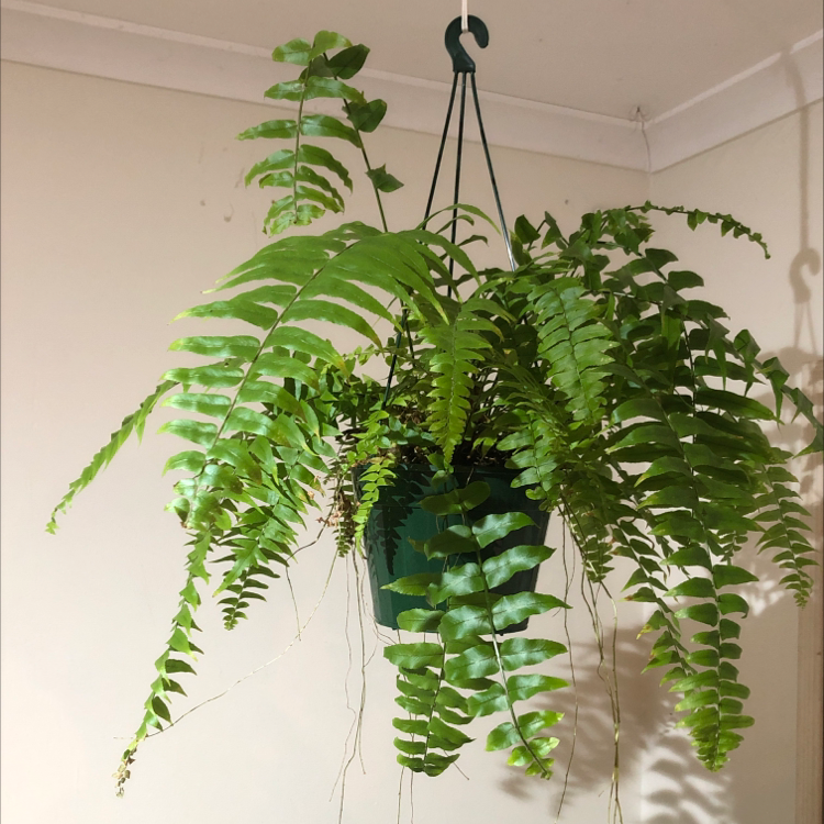 Boston Fern plant photo by @arxhie named fern on Greg, the plant care app.