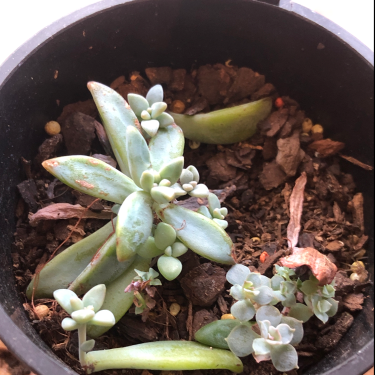 Ghost Plant plant photo by @arxhie named squad on Greg, the plant care app.