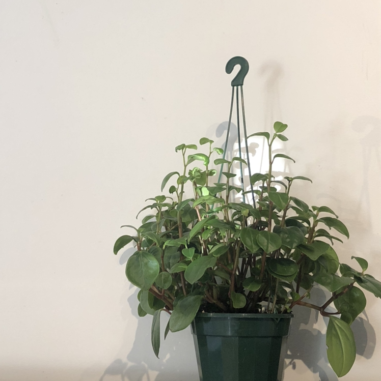 Baby Rubber Plant plant photo by @arxhie named Mozart on Greg, the plant care app.
