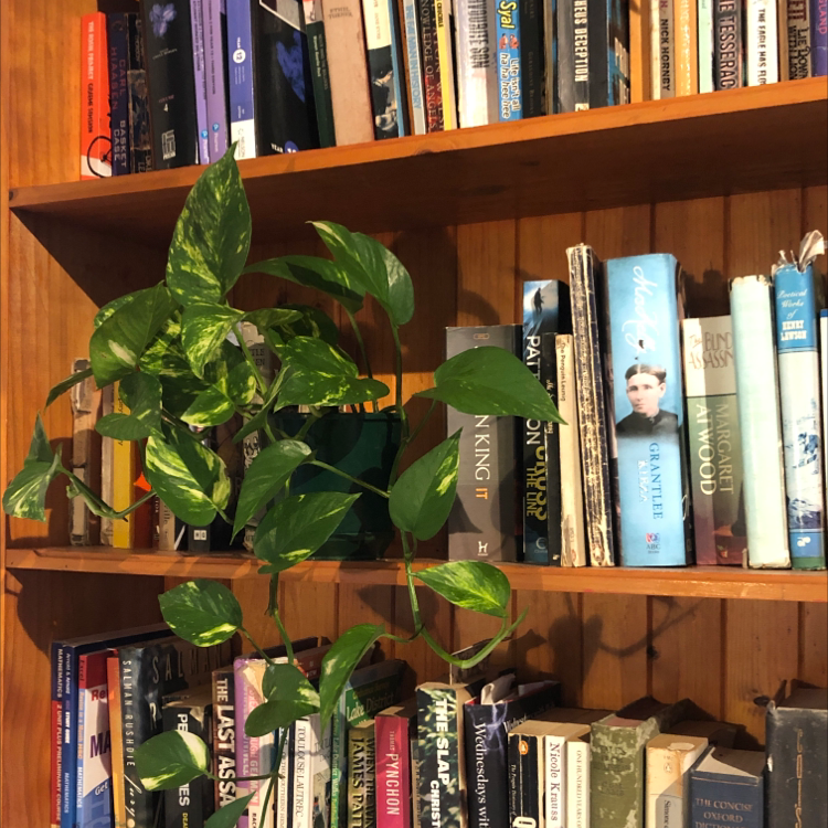 Taro Vine plant photo by @arxhie named silvia on Greg, the plant care app.